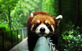 Vermelho, panda, Descansar, cerca HD Papéis de Parede