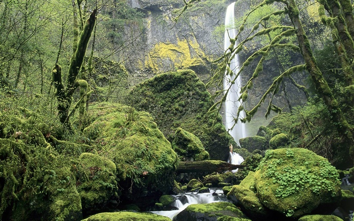 Cachoeira, musgo, pedras, árvores Papéis de Parede, imagem