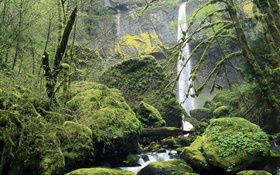 Cachoeira, musgo, pedras, árvores