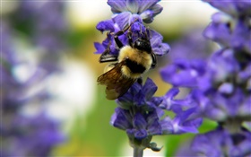 Inseto, abelha, azul, flores, bokeh HD Papéis de Parede