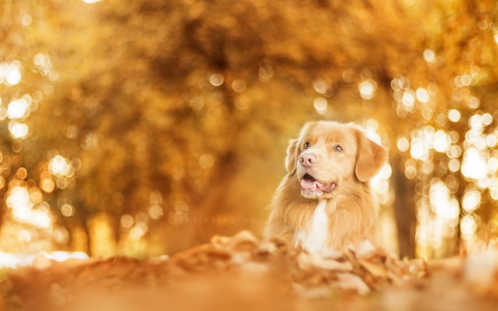 Outono, cachorro, brilho, borrão Papéis de Parede, imagem