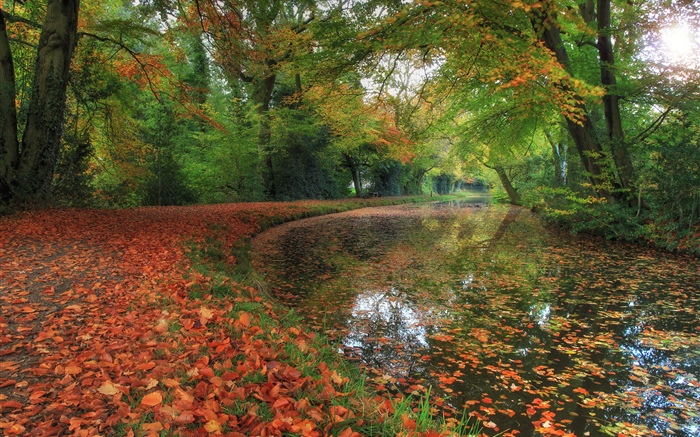Outono, rio, árvores, floresta Papéis de Parede, imagem