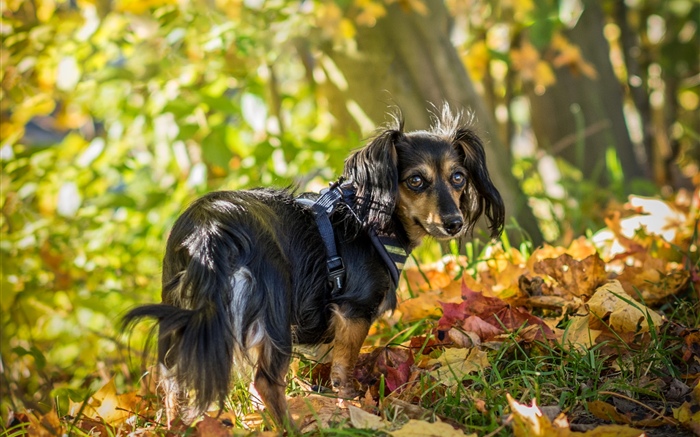 O cachorro preto olha para trás, as folhas, o outono Papéis de Parede, imagem