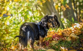 O cachorro preto olha para trás, as folhas, o outono
