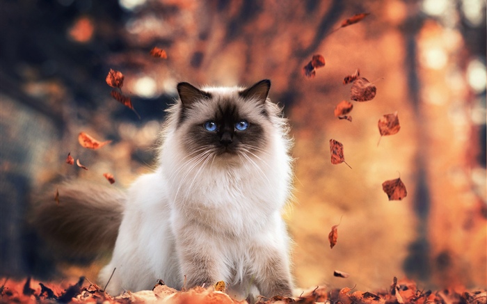 Olhos azuis gato, outono, folhas Papéis de Parede, imagem
