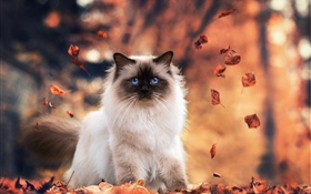 Olhos azuis gato, outono, folhas HD Papéis de Parede