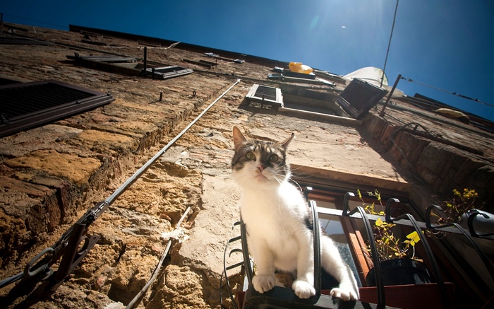 Gato sente-se na janela para a observação Papéis de Parede, imagem