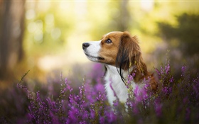 Cão, flores, borrão HD Papéis de Parede