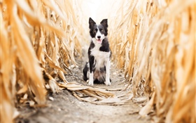 Visão frontal de cães, campo de milho