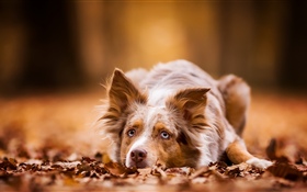 Cão tenha um descanso, outono, folhas HD Papéis de Parede