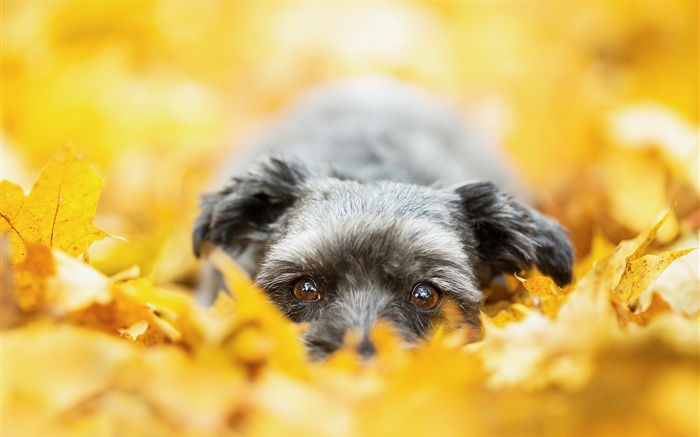 Cão escondido nas folhas amarelas, outono Papéis de Parede, imagem
