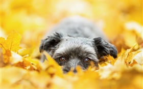 Cão escondido nas folhas amarelas, outono