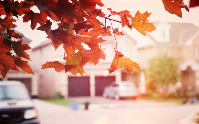 Folhas de bordo vermelhas, outono, rua Papéis de Parede, imagem