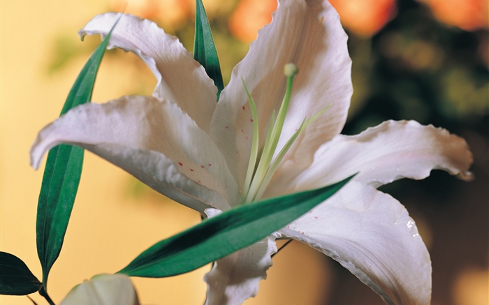 Flor de lírio branco Papéis de Parede, imagem