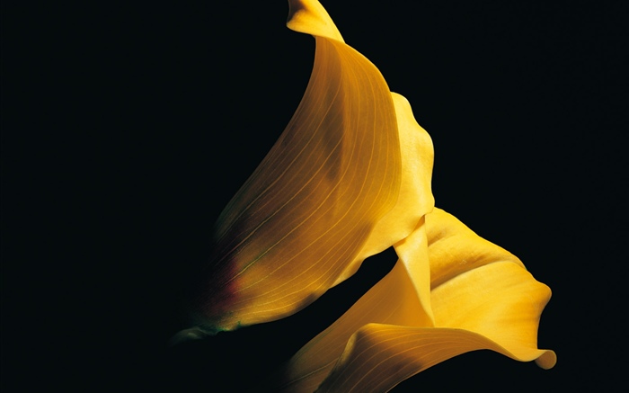 Pétalas amarelas calla lily close-up Papéis de Parede, imagem