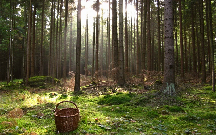 Áustria, floresta, árvores, cesta Papéis de Parede, imagem