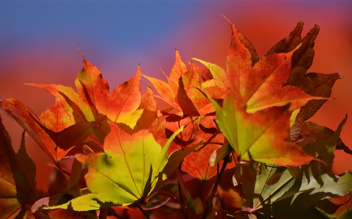 Outono, folhas de bordo vermelho Papéis de Parede, imagem