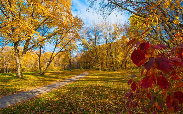 Outono, árvores, folhas amarelas, caminho Papéis de Parede, imagem