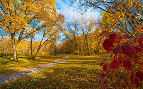 Outono, árvores, folhas amarelas, caminho