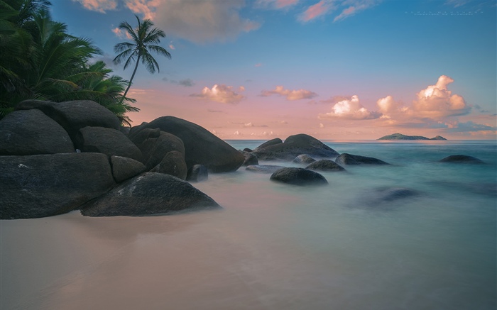 Praia, costa, palmeiras, mar, anoitecer Papéis de Parede, imagem