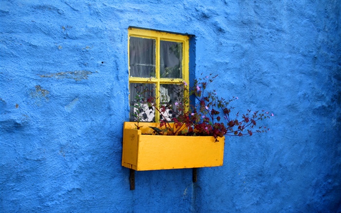 Parede azul, janela, flores Papéis de Parede, imagem