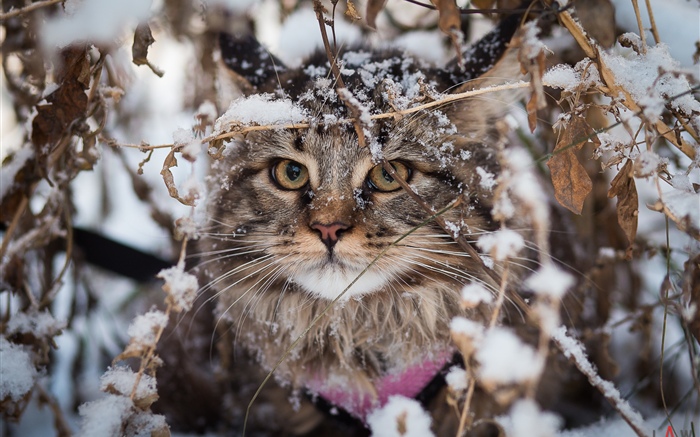 British fold gato, neve, inverno Papéis de Parede, imagem