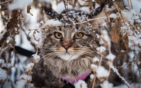 British fold gato, neve, inverno HD Papéis de Parede