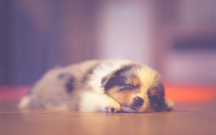 Filhote de cachorro bonito dormindo, sonhando Papéis de Parede, imagem