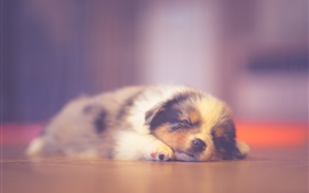 Filhote de cachorro bonito dormindo, sonhando HD Papéis de Parede