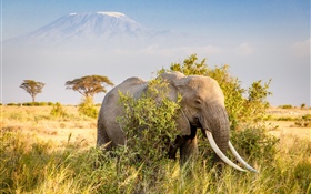 Elefante, arbustos HD Papéis de Parede