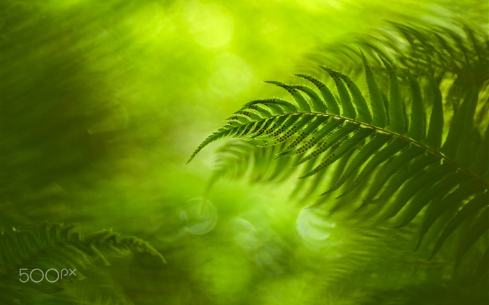 Folhas de samambaia verde, natureza Papéis de Parede, imagem