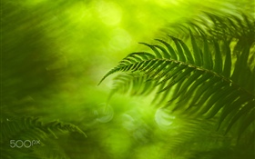 Folhas de samambaia verde, natureza HD Papéis de Parede