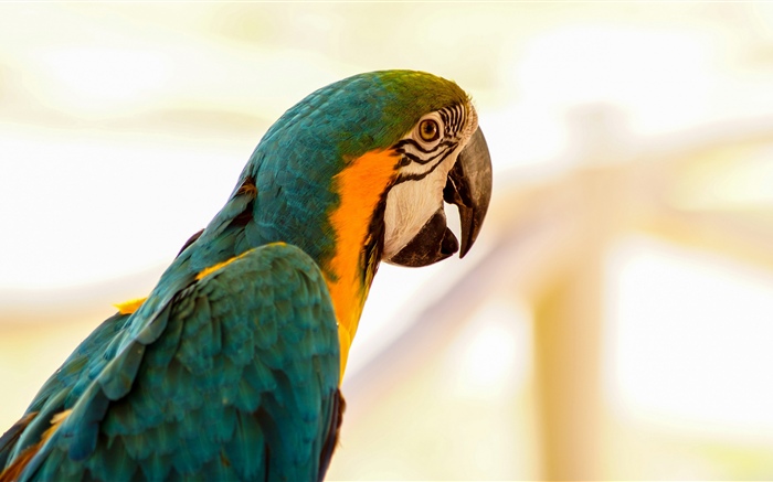 Papagaio, pássaro Papéis de Parede, imagem