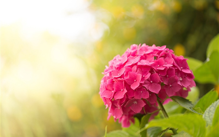 Hortênsia rosa, flores, brilho Papéis de Parede, imagem
