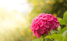 Hortênsia rosa, flores, brilho