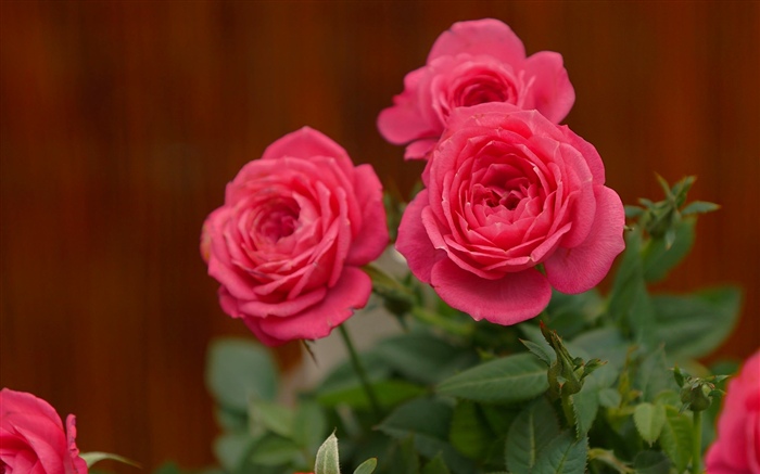 Rosas cor de rosa, flores Papéis de Parede, imagem