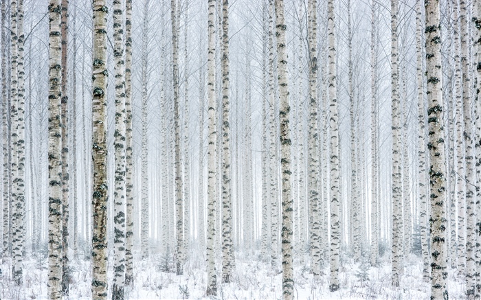 Árvores, bétula, floresta, neve, inverno Papéis de Parede, imagem