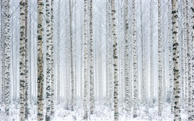 Árvores, bétula, floresta, neve, inverno HD Papéis de Parede