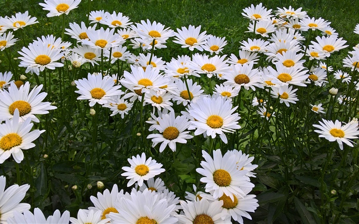 Flores de camomila branca, jardim Papéis de Parede, imagem