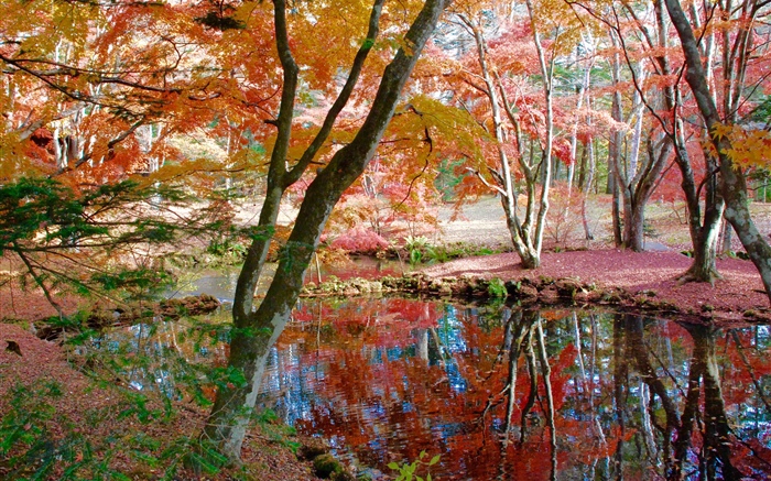 Árvores, lagoa, parque, outono Papéis de Parede, imagem
