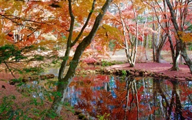 Árvores, lagoa, parque, outono