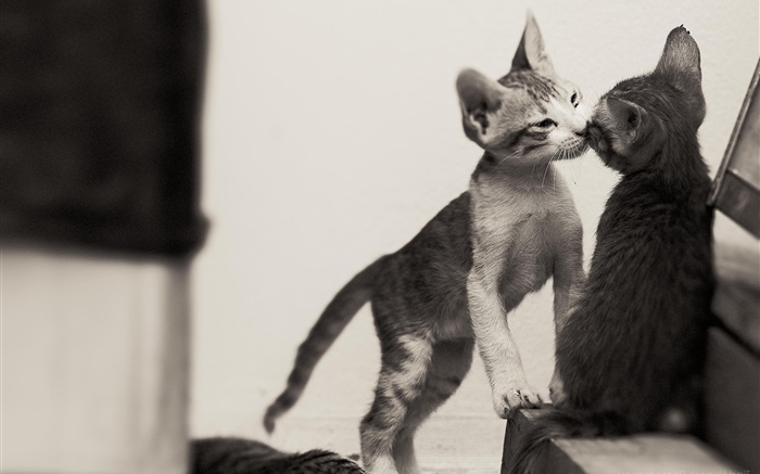 Dois gatinhos fofos Papéis de Parede, imagem