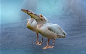 Dois pelicanos HD Papéis de Parede