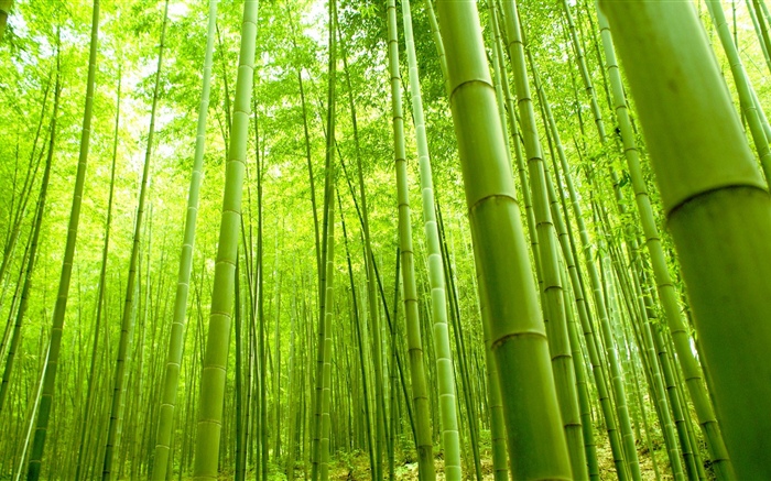 Floresta de bambu, verde, verão Papéis de Parede, imagem