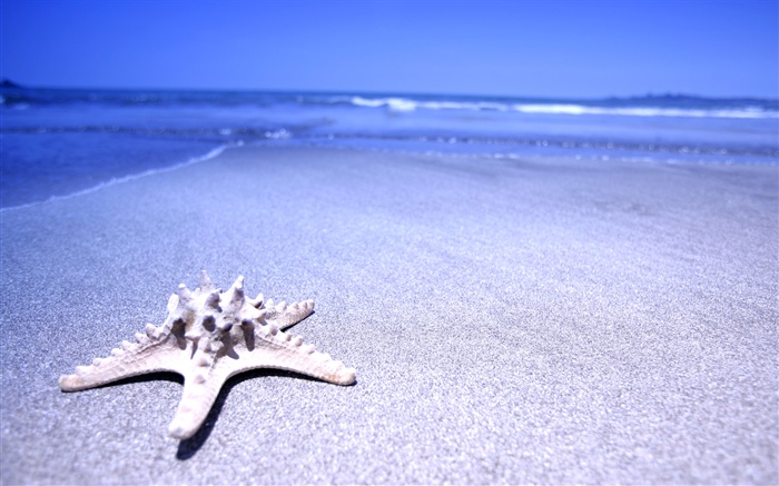 Praia, estrela do mar, mar Papéis de Parede, imagem