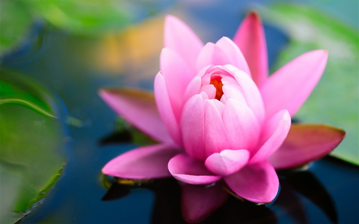 Lírio rosa linda, lagoa Papéis de Parede, imagem