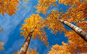 Vidoeiro, árvores, céu azul, outono HD Papéis de Parede