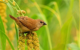 Pássaro, grama, fundo verde HD Papéis de Parede
