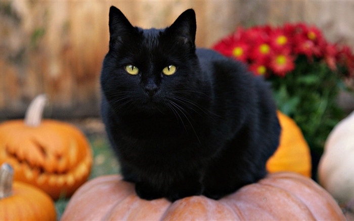 Gato preto, olhos amarelos, abóbora Papéis de Parede, imagem