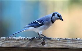 Pássaro de penas azuis HD Papéis de Parede